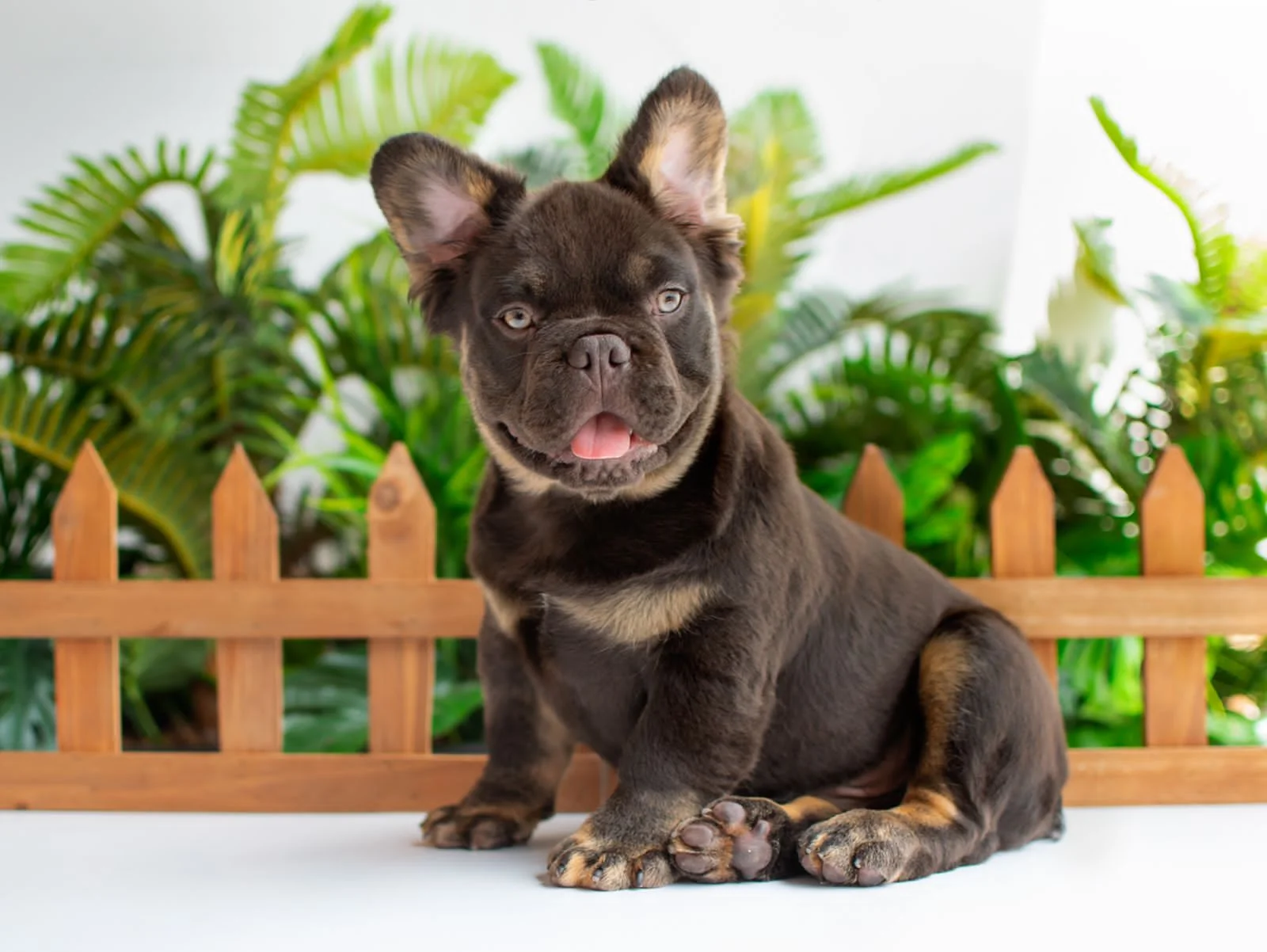 Cuidado del pelaje del Bulldog Francés Fluffy