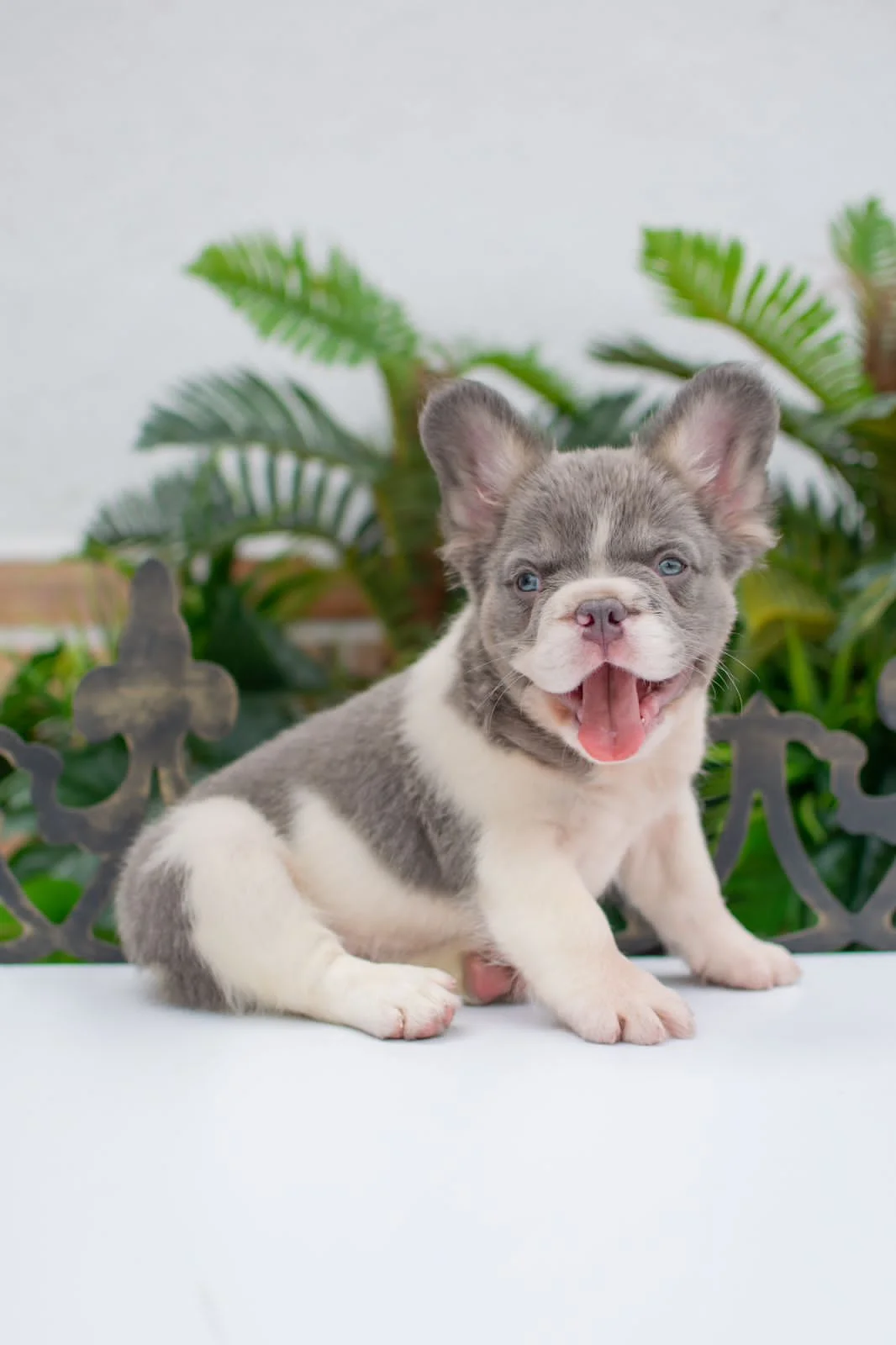Bulldog Francés Fluffy vs. Pug