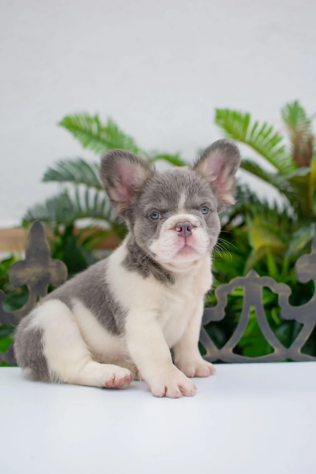 ¿Vale la pena el precio extra del Bulldog Francés Fluffy?