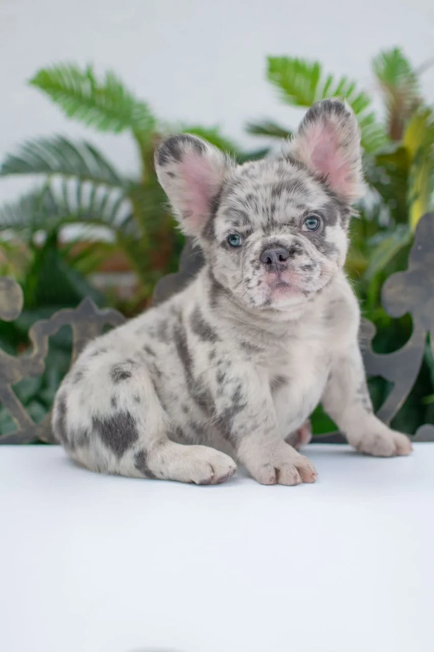 Enfermedades comunes del Bulldog Francés Fluffy