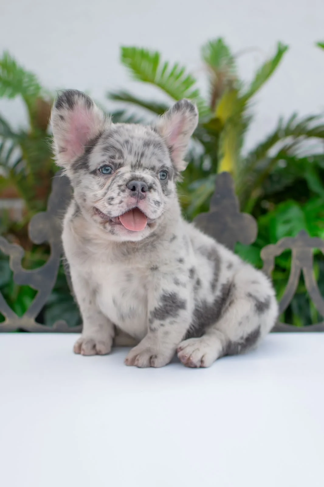 Bulldog Francés Fluffy vs. French Bulldog normal