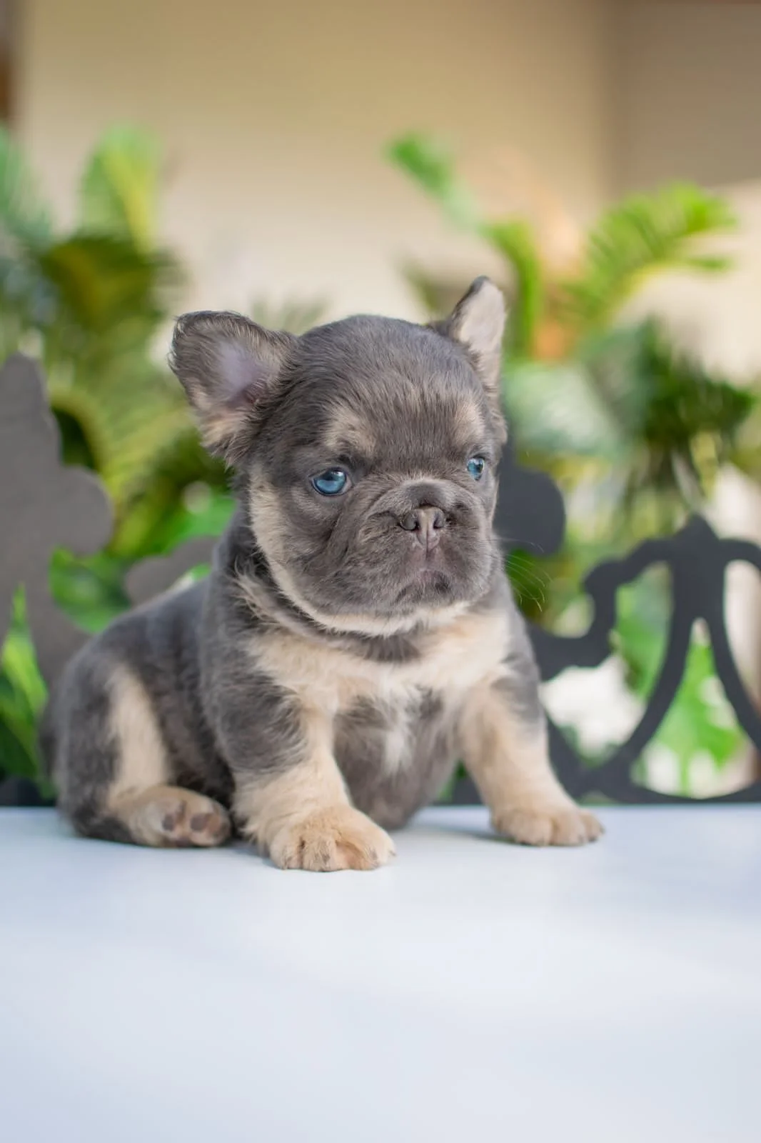 Bulldog Francés Fluffy con otros perros: ¿conviven bien?