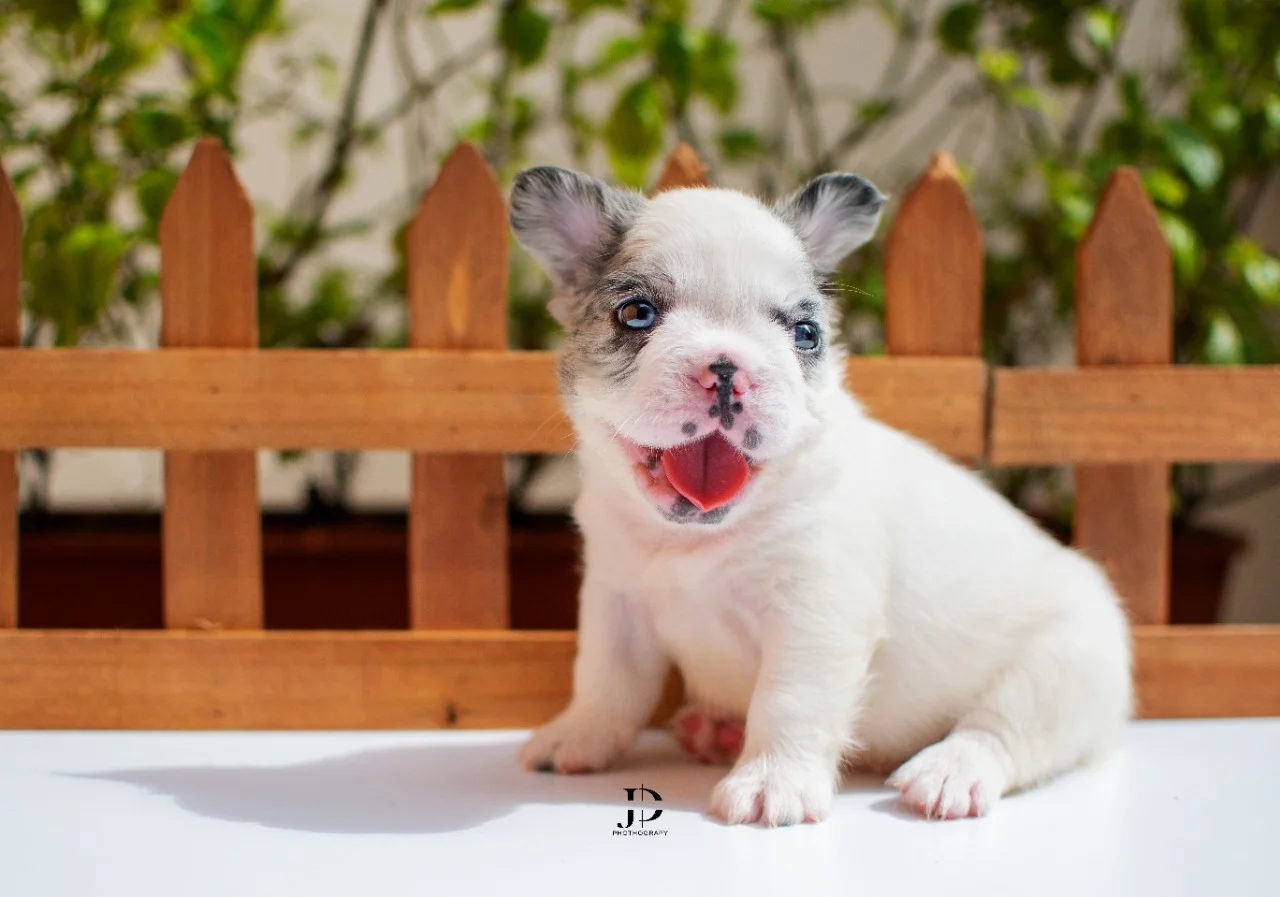 Vacunas y desparasitación del Bulldog Francés Fluffy