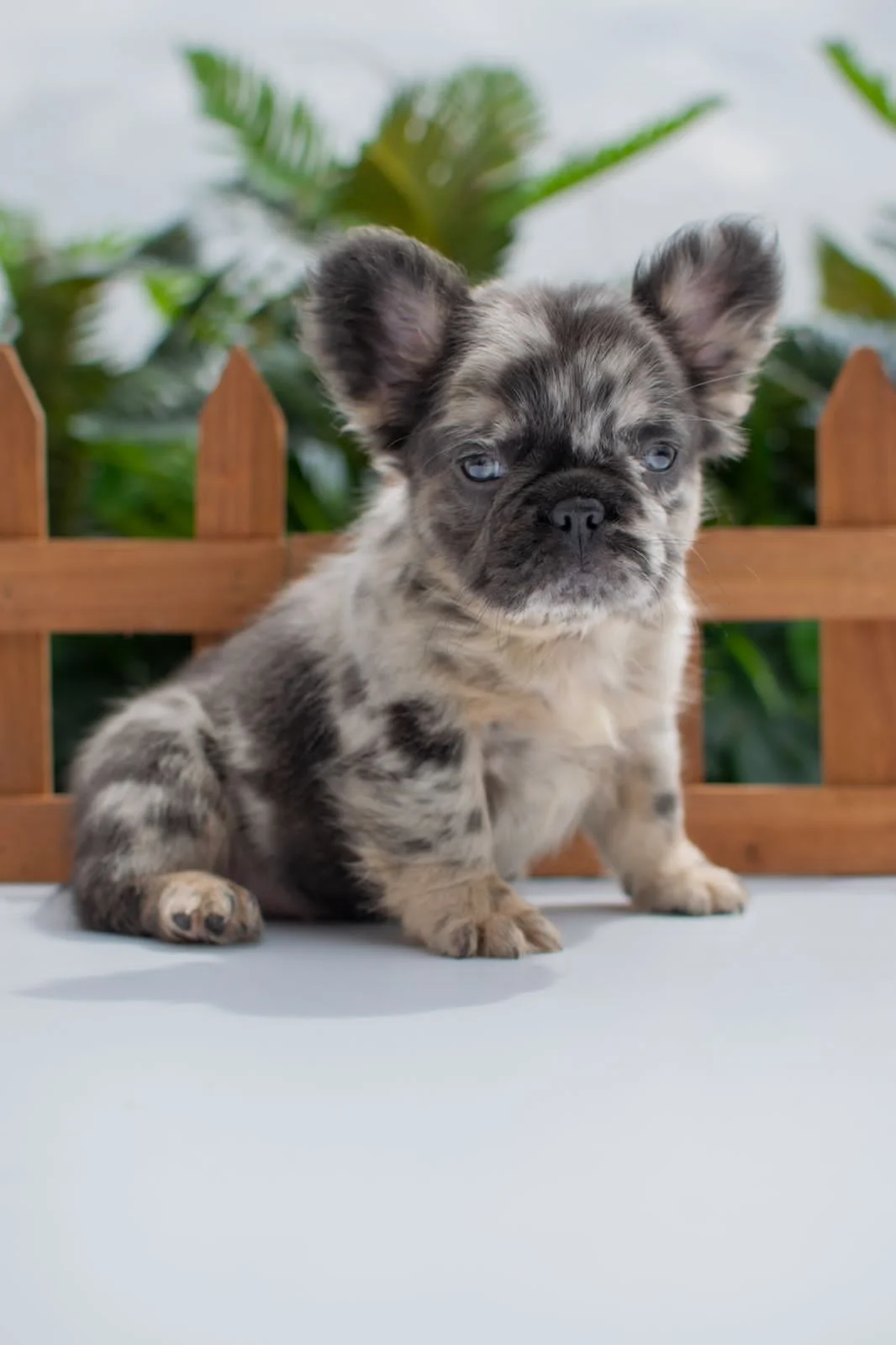 Ejercicio ideal para el Bulldog Francés Fluffy