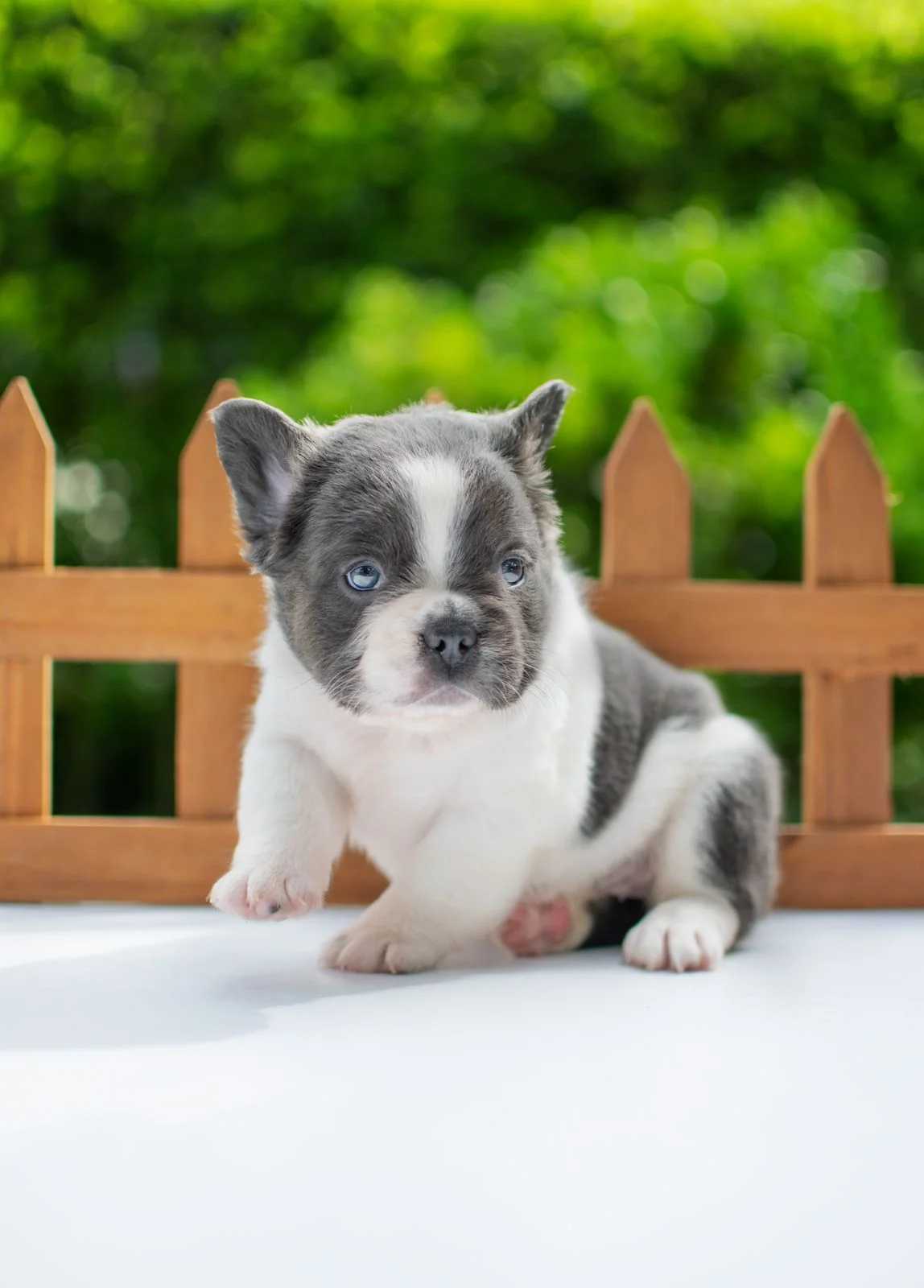 BFF cachorro: primeras semanas en casa
