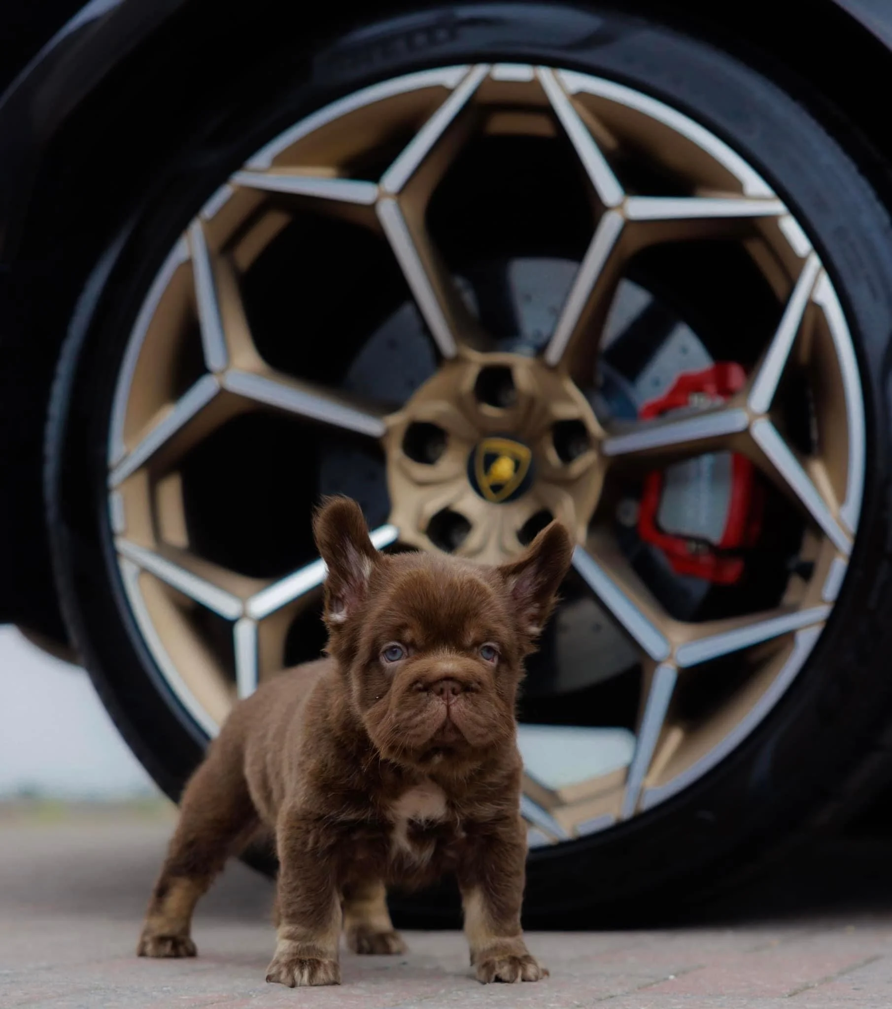 ¿Qué incluye la compra de un Bulldog Francés Fluffy?