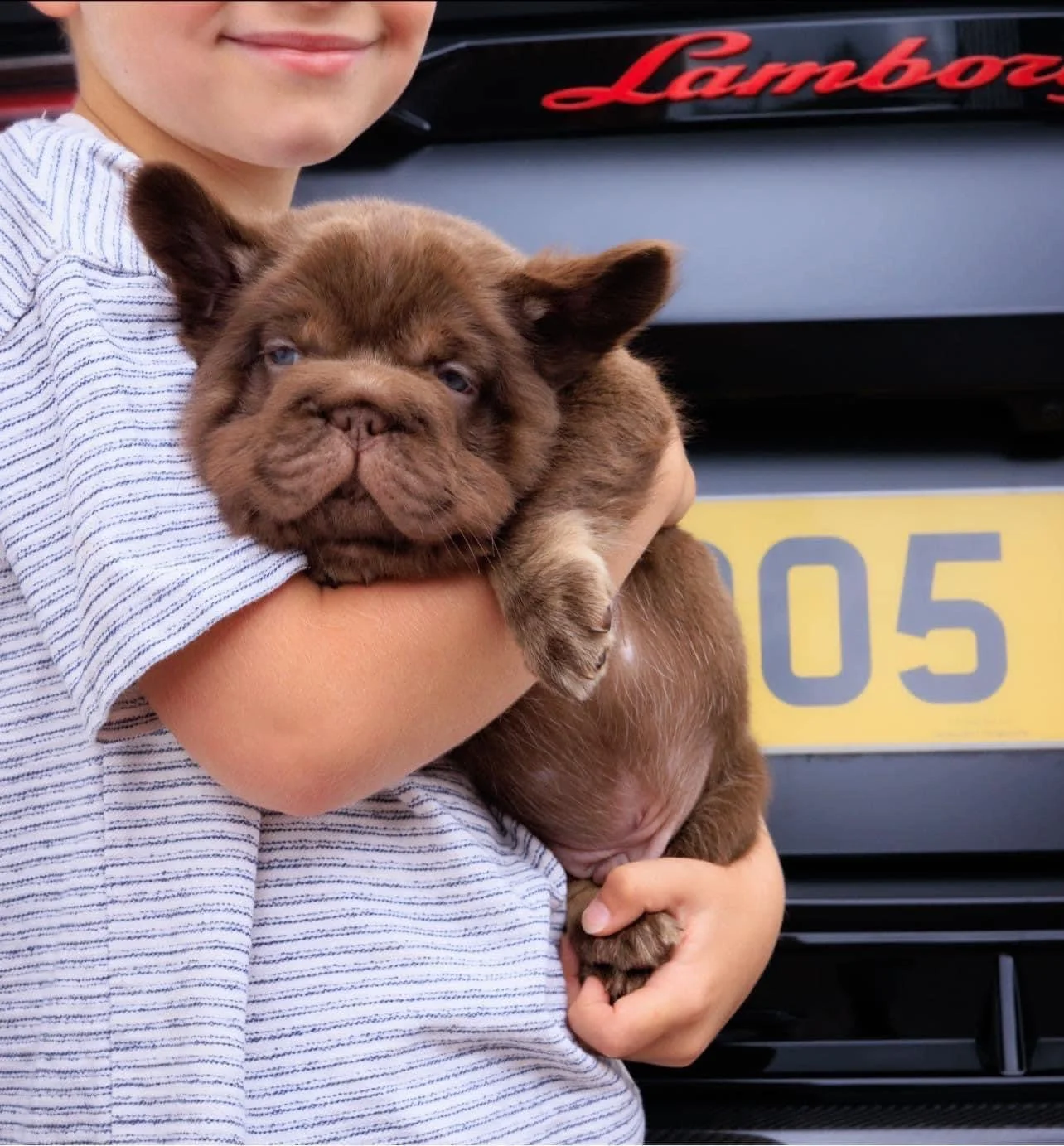 Alimentación del Bulldog Francés Fluffy: guía completa