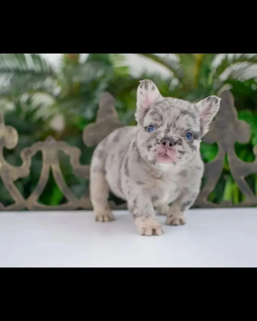 ¿El Bulldog Francés Fluffy es una raza reconocida?