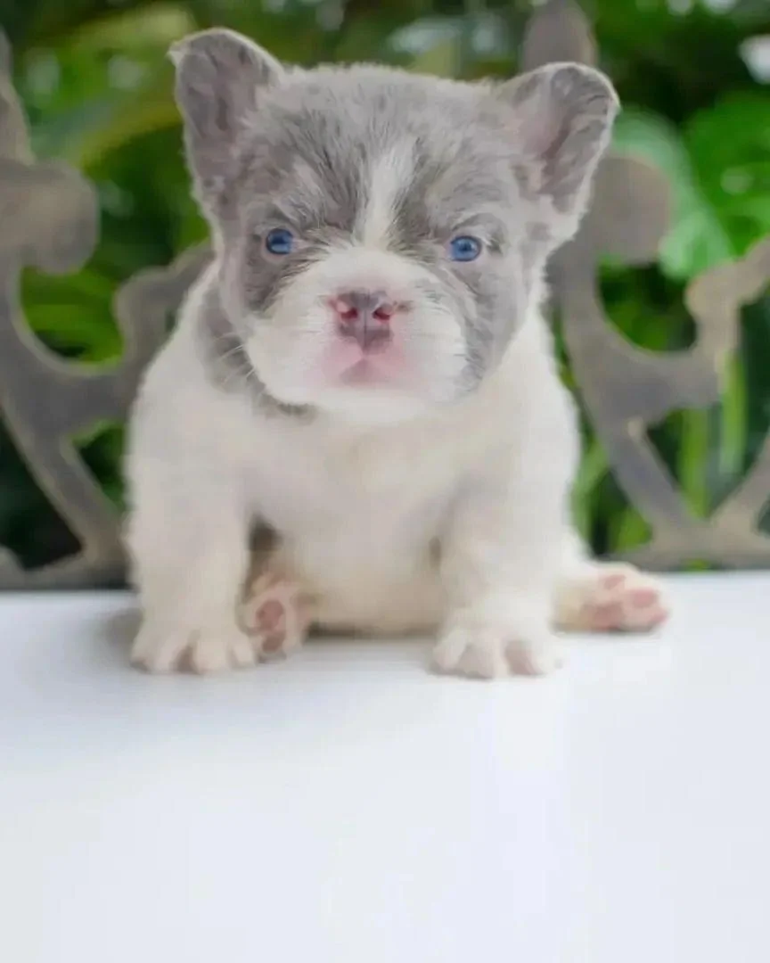 Tamaño y peso del Bulldog Francés Fluffy adulto