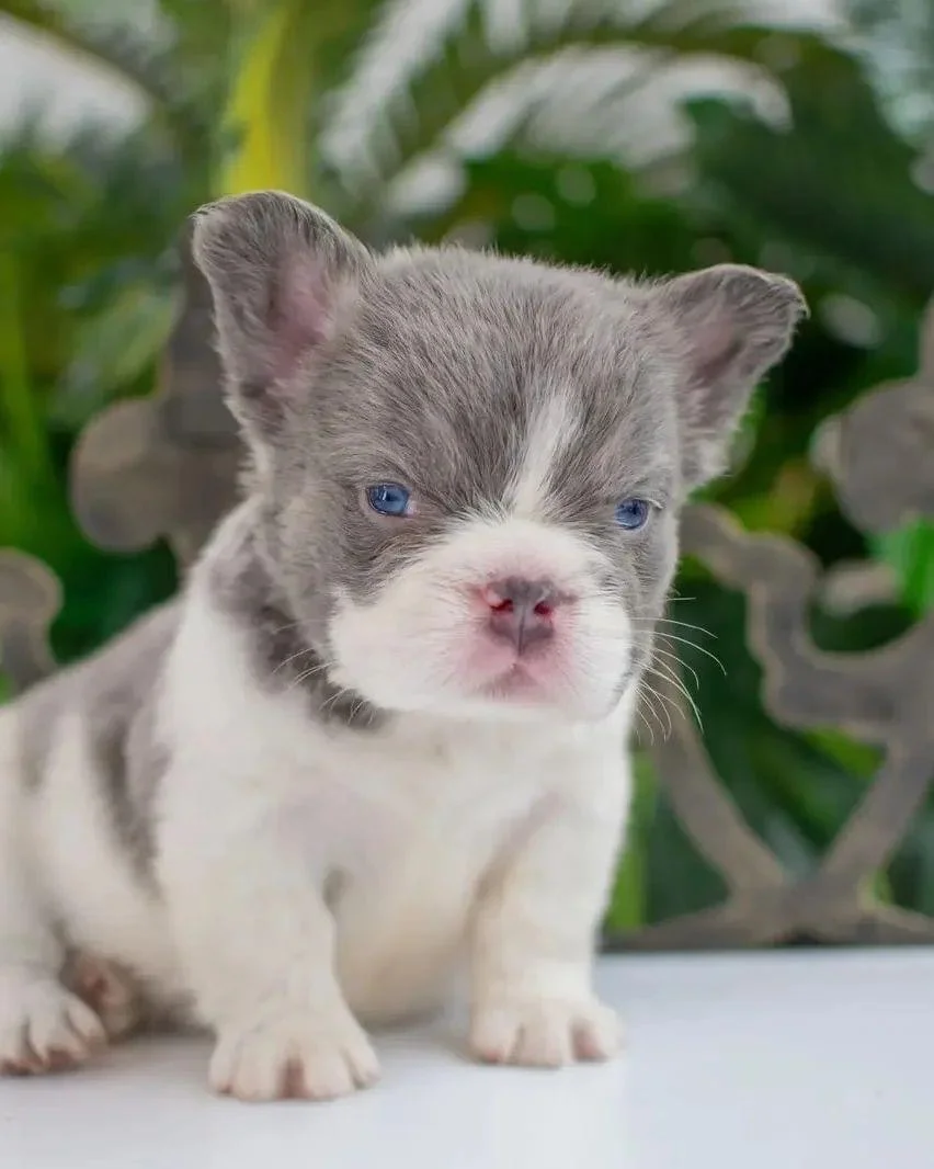 ¿Qué es el Bulldog Francés Fluffy? El gen FGF5 explicado