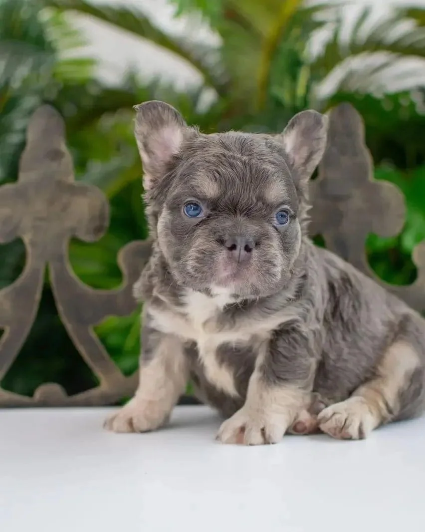 Bulldog Francés Fluffy vs. Bulldog Francés estándar