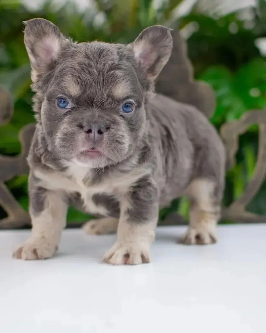 Bulldog Francés Fluffy: precio por color