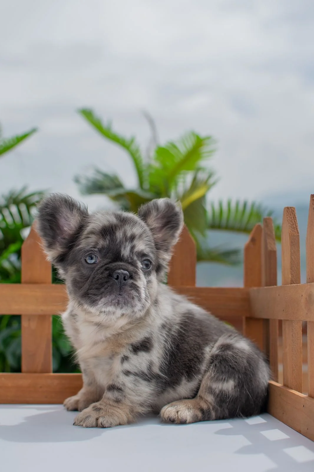 Bulldog Francés Fluffy y el calor: cómo protegerlo