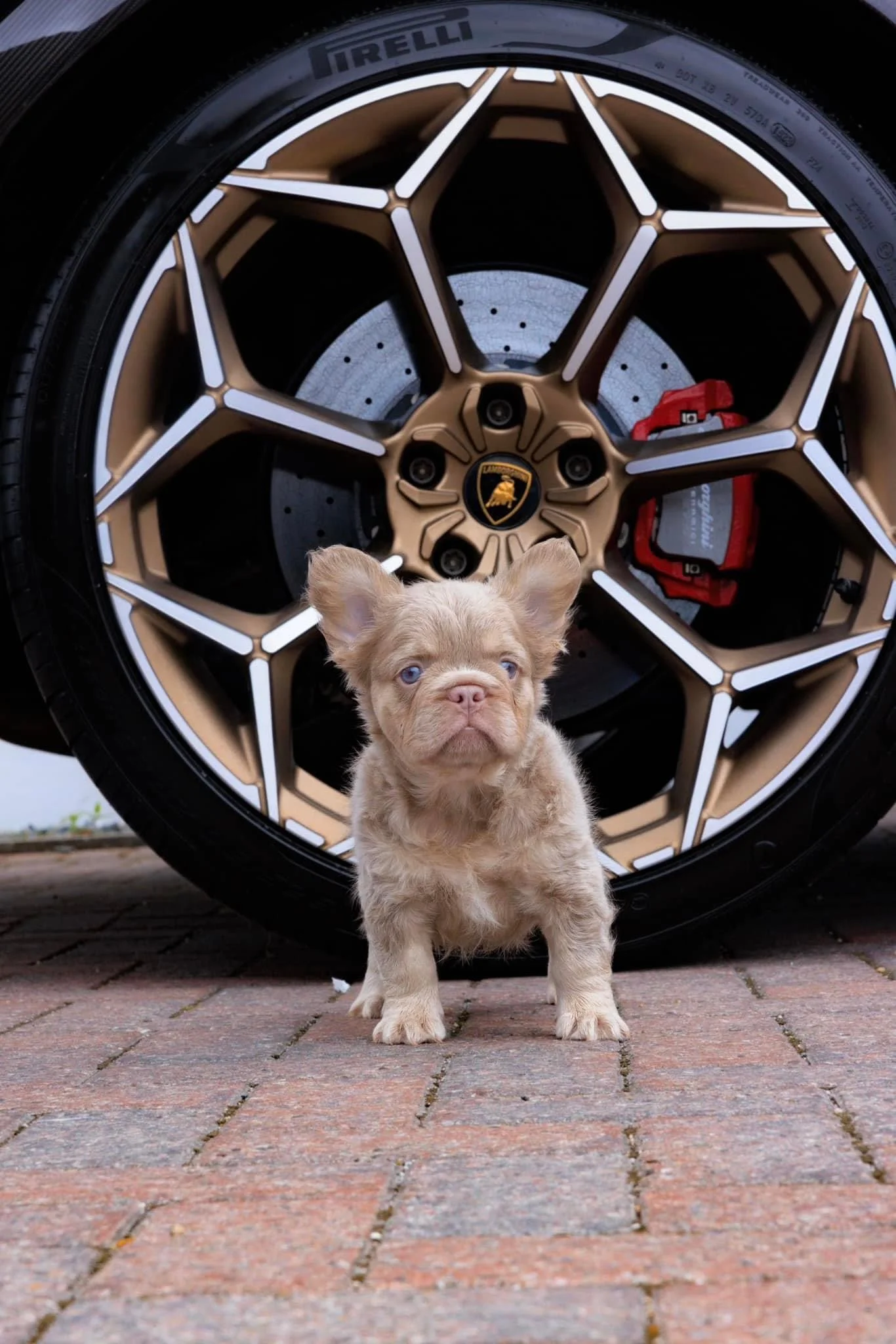 Bulldog Francés Fluffy cachorro