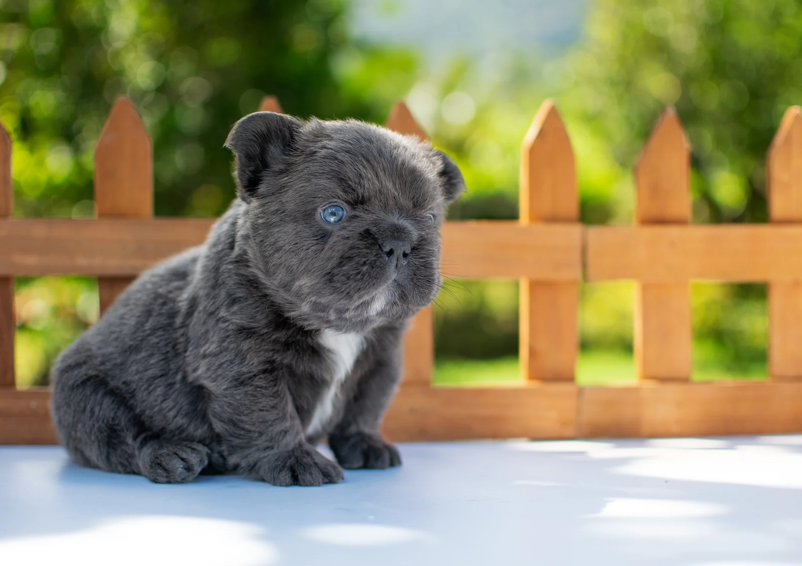 Bulldog Francés Fluffy vs. Bulldog Inglés