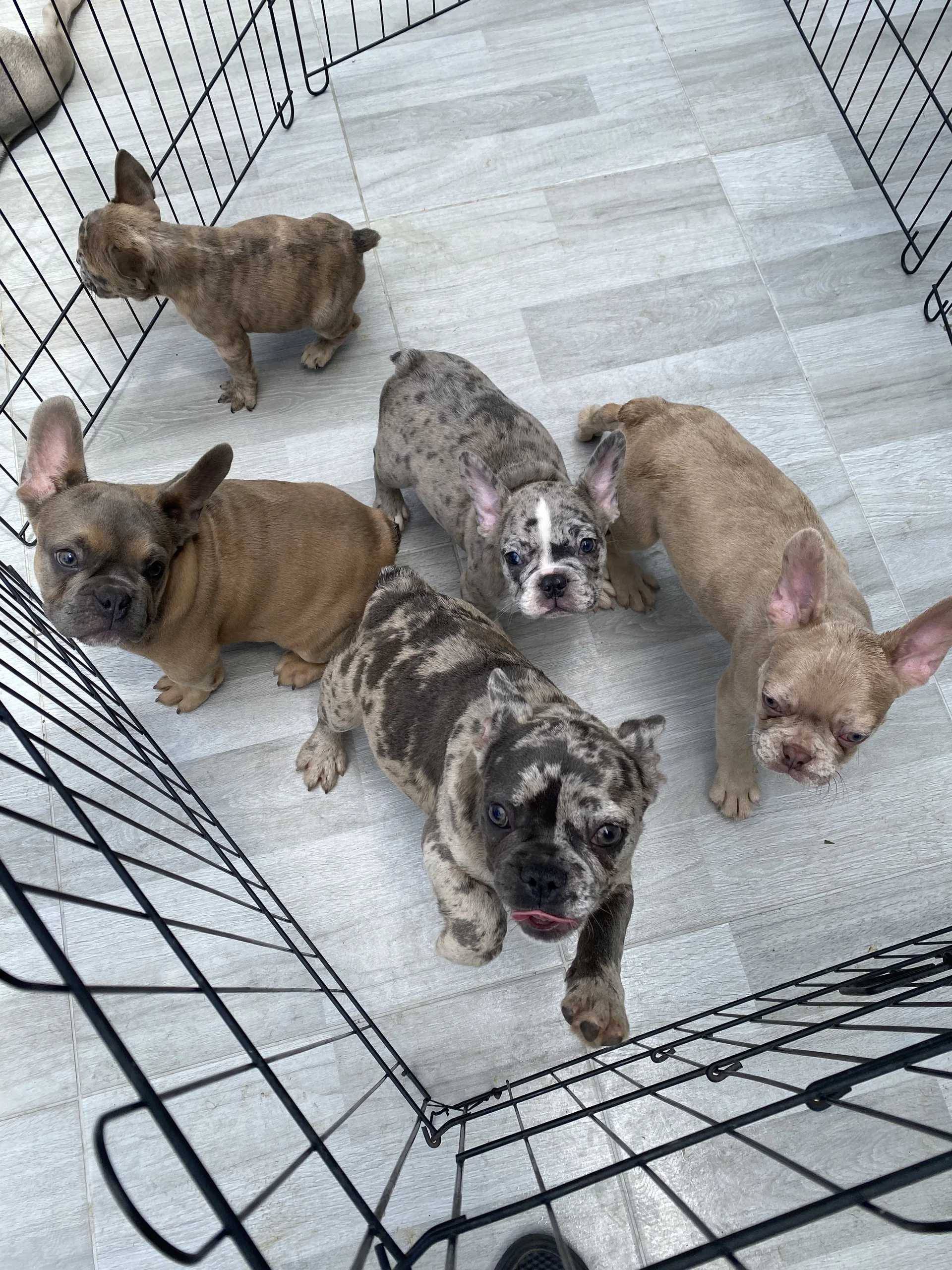 ¿Cómo se reproduce el Bulldog Francés Fluffy?