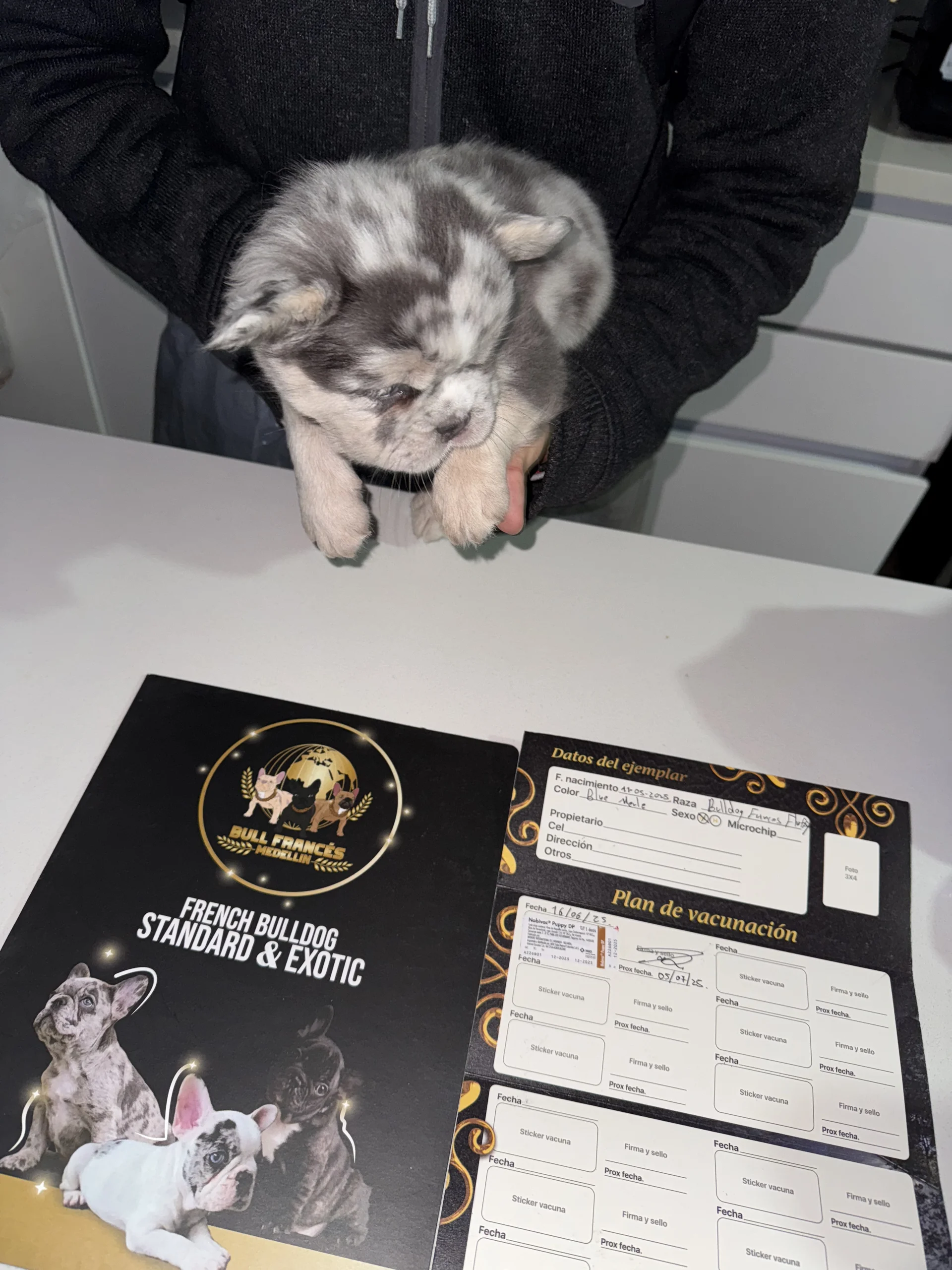 Bulldog Francés Fluffy jugando con niños en el jardín