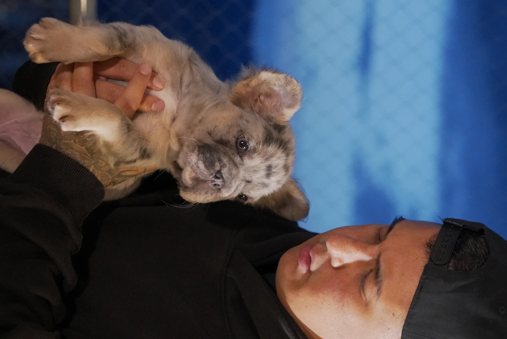 Cómo entrenar a un cachorro de Bulldog Francés Fluffy